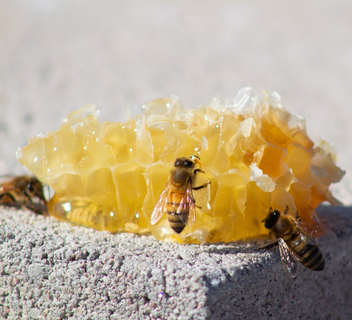 The day is warm and the sun is shining. It's a great day for the bees!