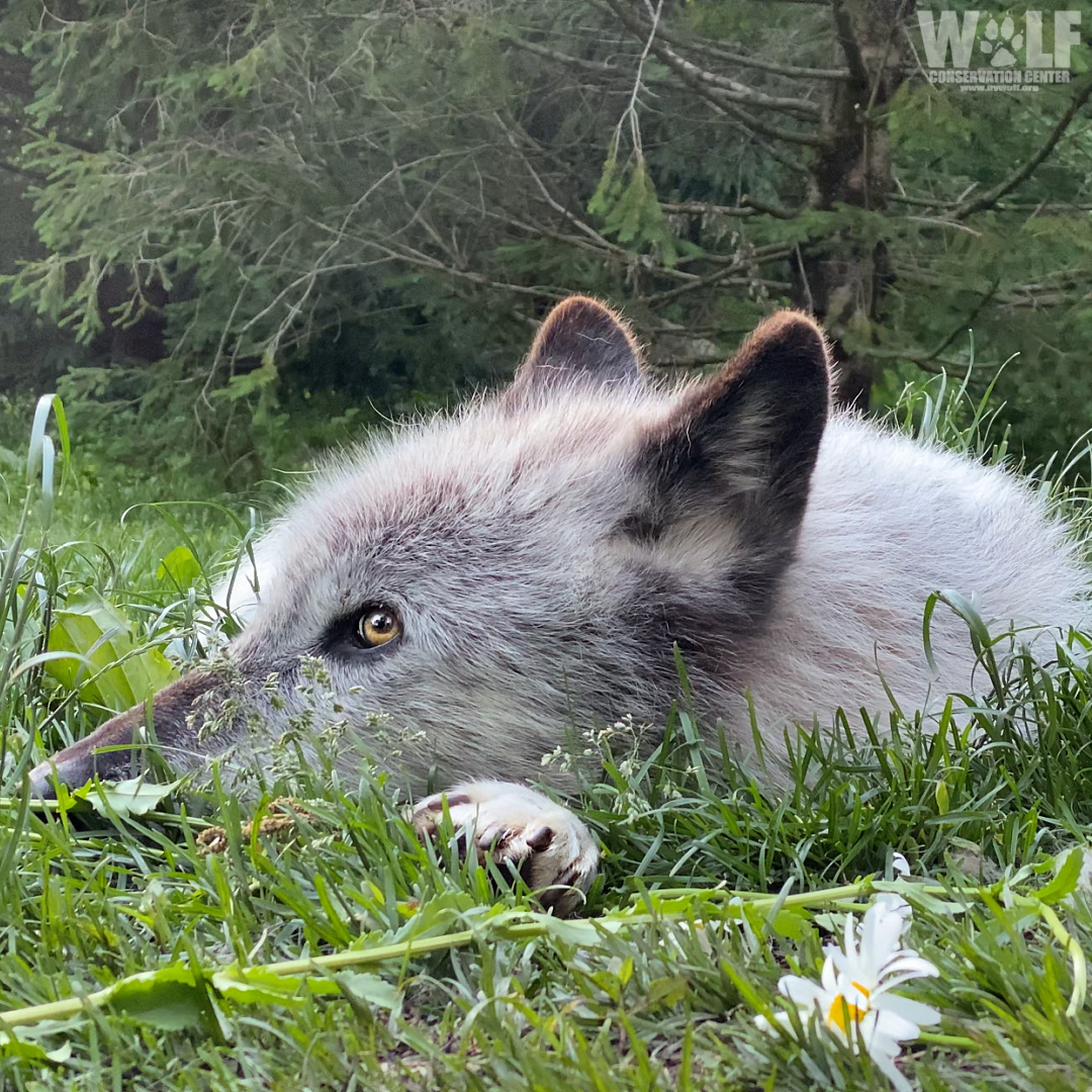 nywolforg's tweet photo. Don't hurry. Don't worry. 🐺 https://t.co/jyGKdvjlDu