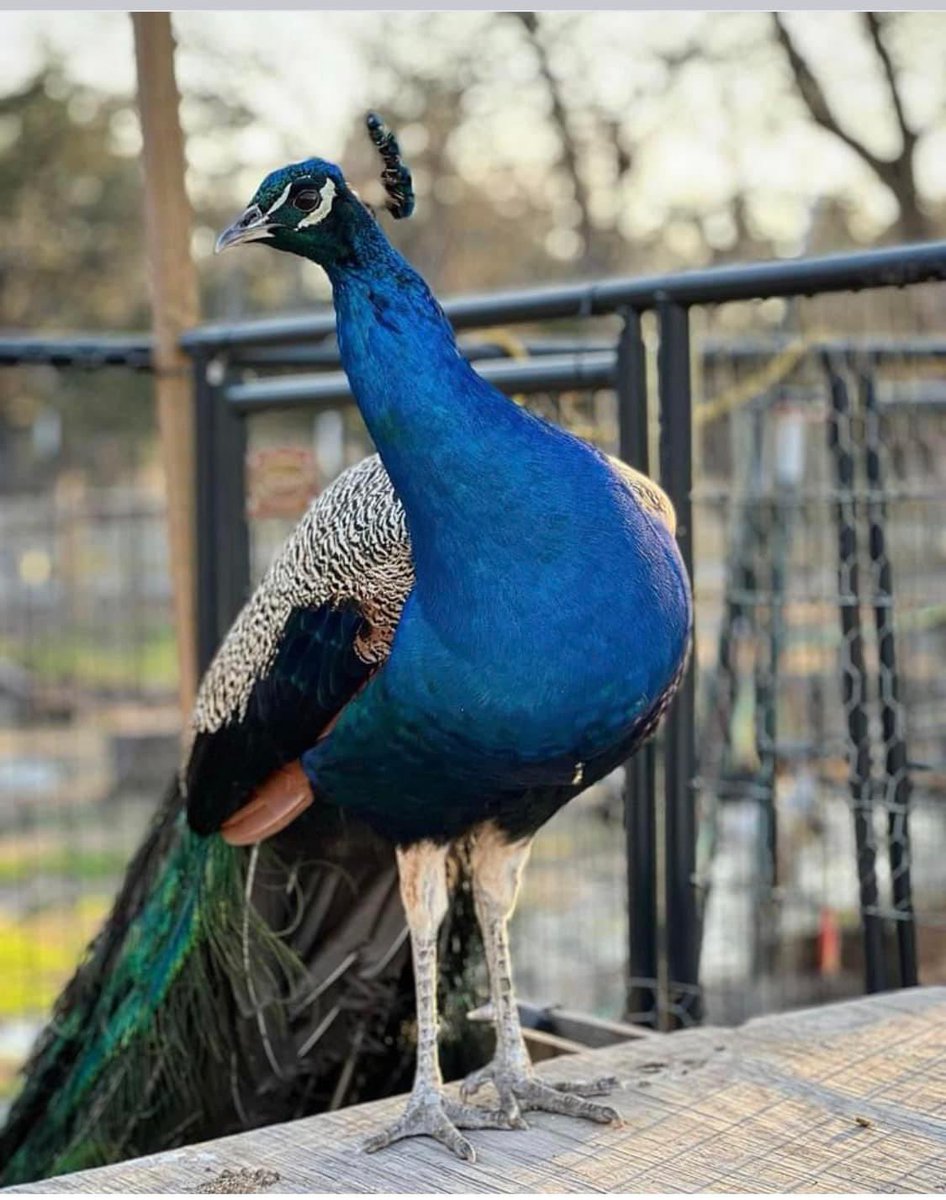 oranaise's tweet photo. My neighborhood has a peacock that just wanders around. He’s become famous so the neighborhood named him: Kevin. 

He goes from one yard to the next and we all share his photos. 

Kevin also absolutely loves the attention and adores being in front of a camera. So here he is: 😂 https://t.co/PlilAr9nzw