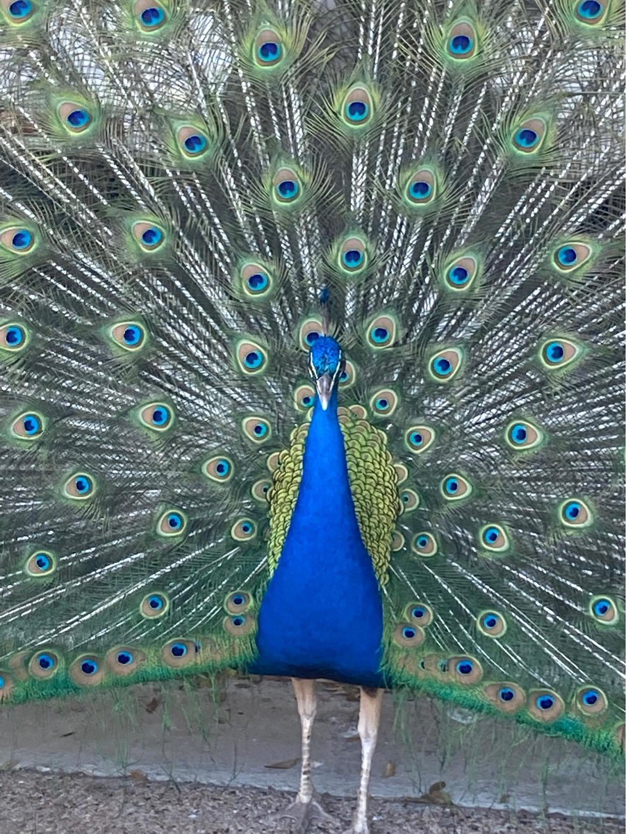 oranaise's tweet photo. My neighborhood has a peacock that just wanders around. He’s become famous so the neighborhood named him: Kevin. 

He goes from one yard to the next and we all share his photos. 

Kevin also absolutely loves the attention and adores being in front of a camera. So here he is: 😂 https://t.co/PlilAr9nzw