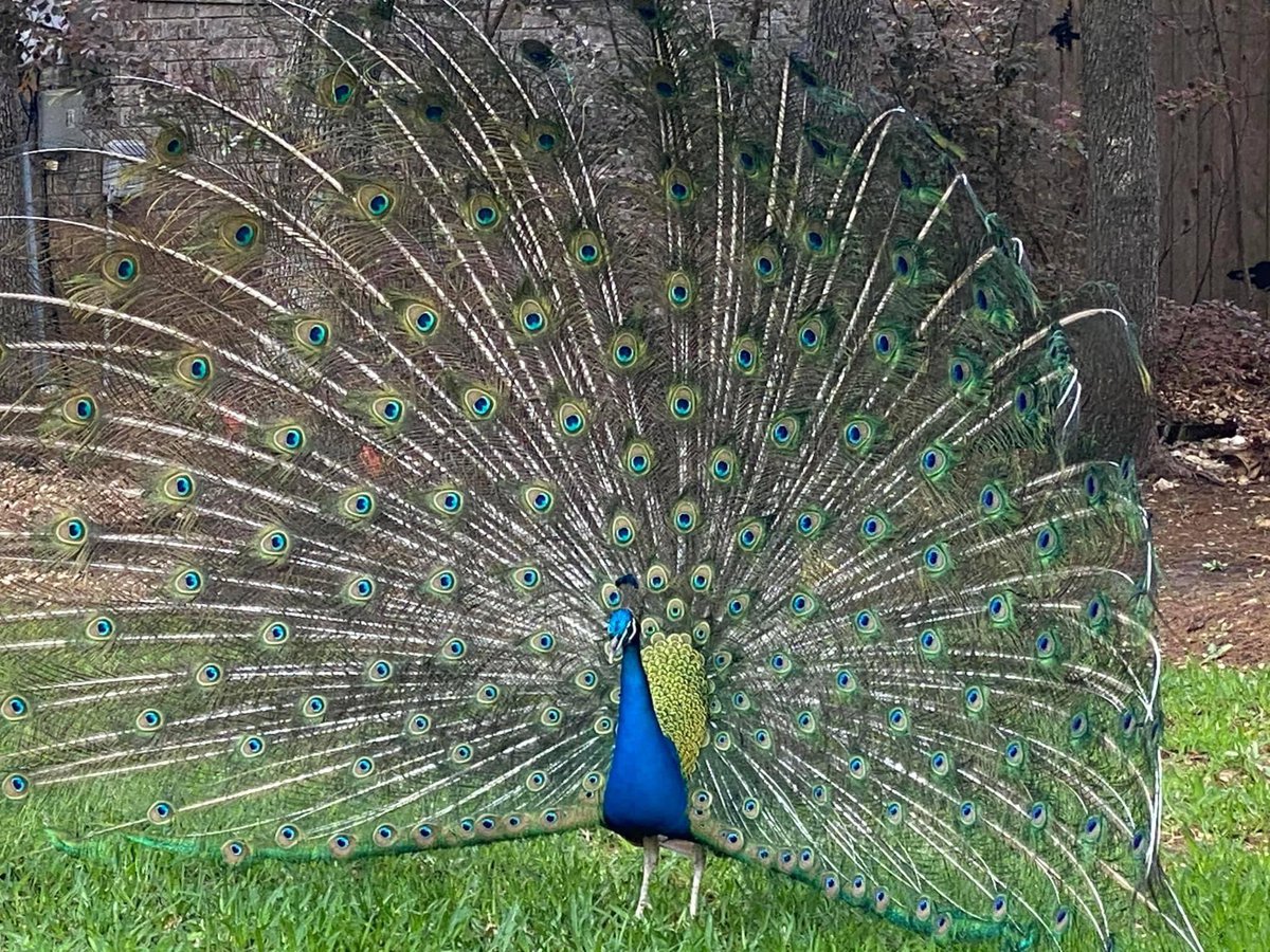 oranaise's tweet photo. My neighborhood has a peacock that just wanders around. He’s become famous so the neighborhood named him: Kevin. 

He goes from one yard to the next and we all share his photos. 

Kevin also absolutely loves the attention and adores being in front of a camera. So here he is: 😂 https://t.co/PlilAr9nzw