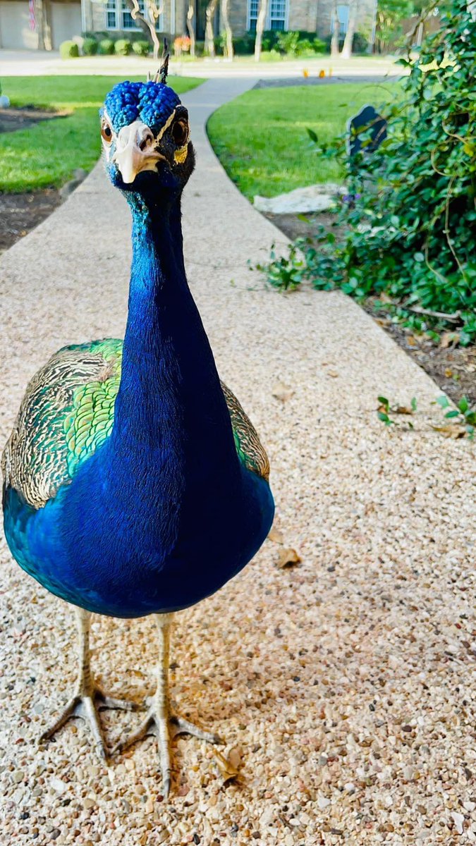 oranaise's tweet photo. My neighborhood has a peacock that just wanders around. He’s become famous so the neighborhood named him: Kevin. 

He goes from one yard to the next and we all share his photos. 

Kevin also absolutely loves the attention and adores being in front of a camera. So here he is: 😂 https://t.co/PlilAr9nzw