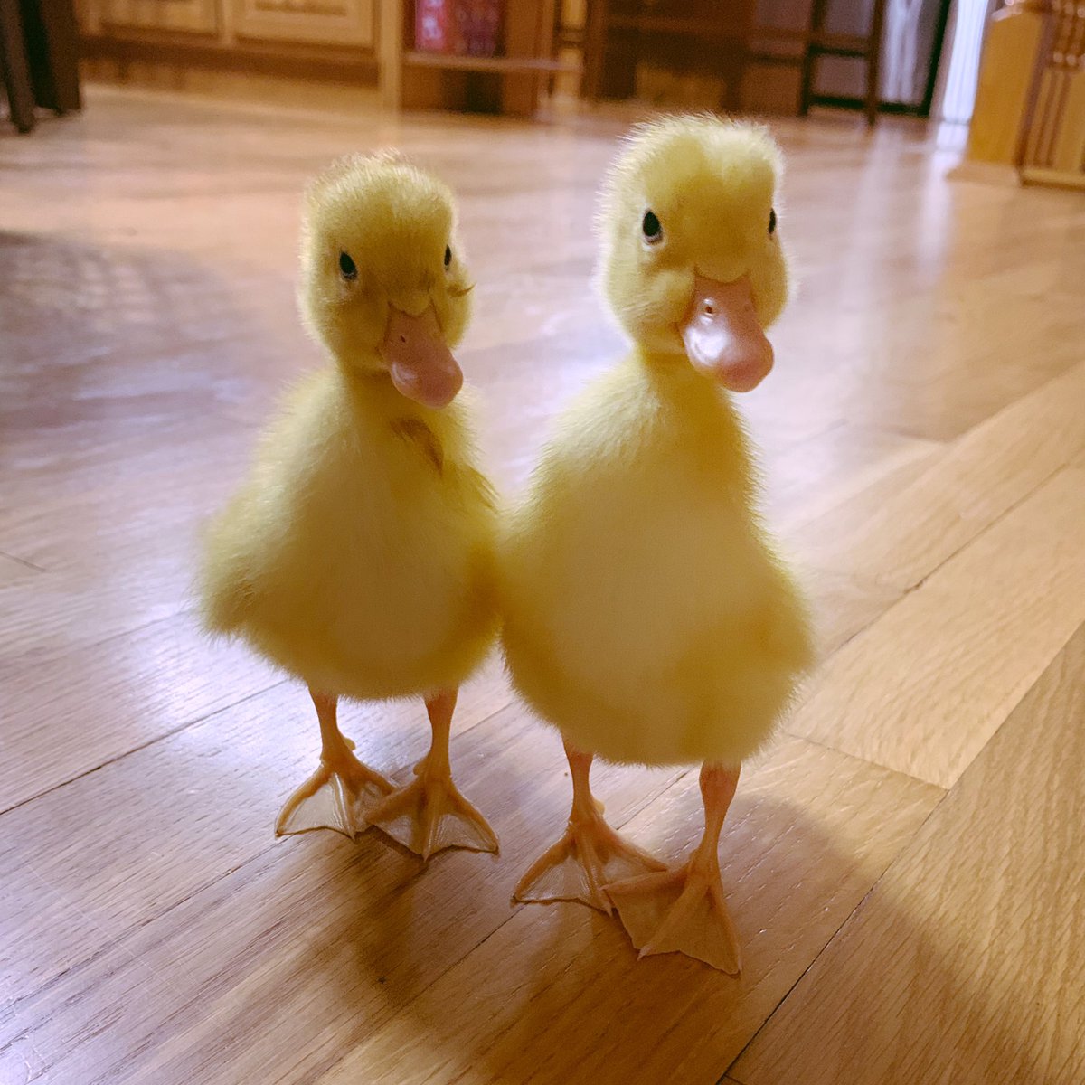 Sarah Farnsworth tweet media