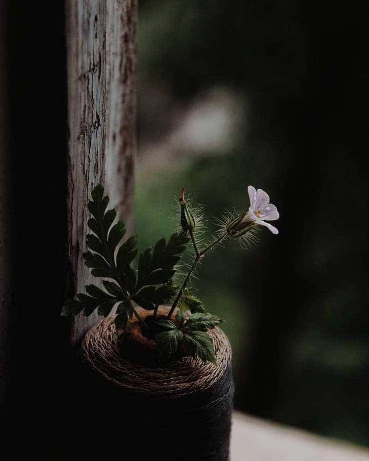 Elimden geleni yaptıktan sonra 
Elimden giden umrumda olmaz.