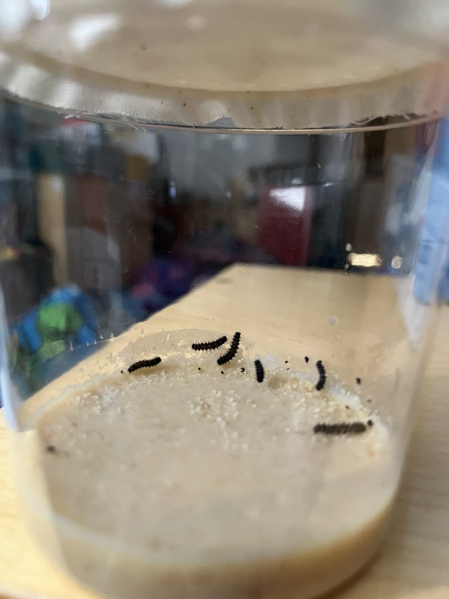 MsBaker_MVW's tweet photo. Tiny caterpillars showed up this week! #fcpsprek #mvwes https://t.co/YeRyw46oRW