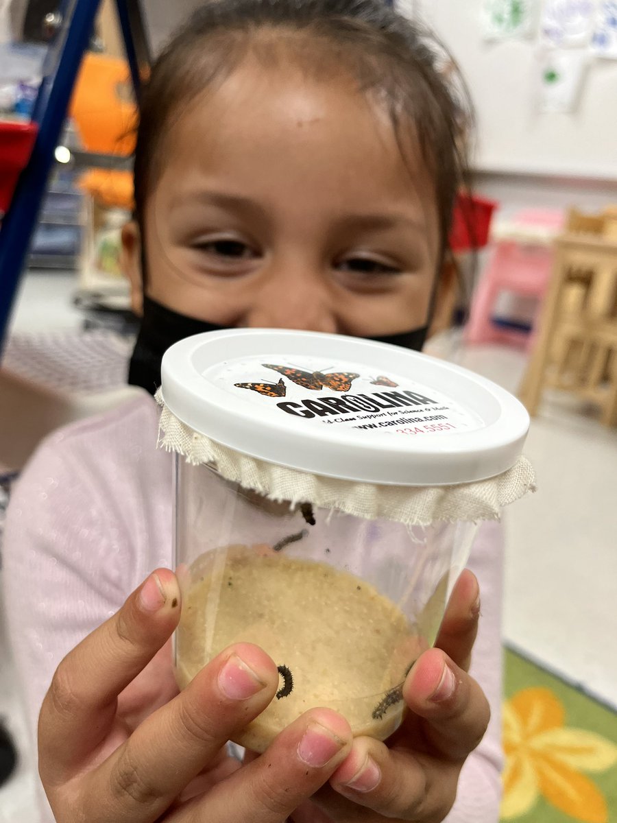 MsBaker_MVW's tweet photo. Tiny caterpillars showed up this week! #fcpsprek #mvwes https://t.co/YeRyw46oRW