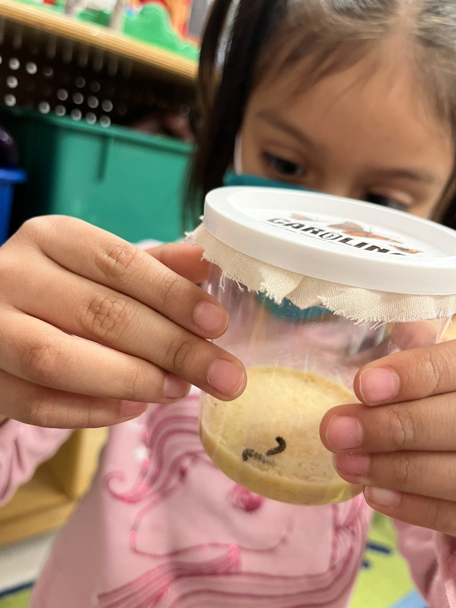 MsBaker_MVW's tweet photo. Tiny caterpillars showed up this week! #fcpsprek #mvwes https://t.co/YeRyw46oRW