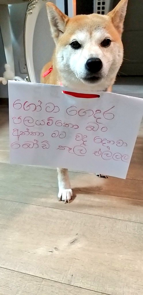 PetsAgainstgota's tweet photo. බල්ලොත් යන්න කියද්දී යන්නැත්තේ ඇයි නන්දේ ?
Holy is joining the fight and not looking happy over Nandasena's greed for power
#GoHomeRajapaksas #PetsAgainstGota https://t.co/fwtDNDbFKL