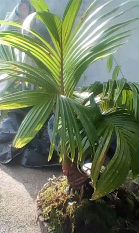Natiran6's tweet photo. Bonsai kelapa https://t.co/39tPGMhRfU