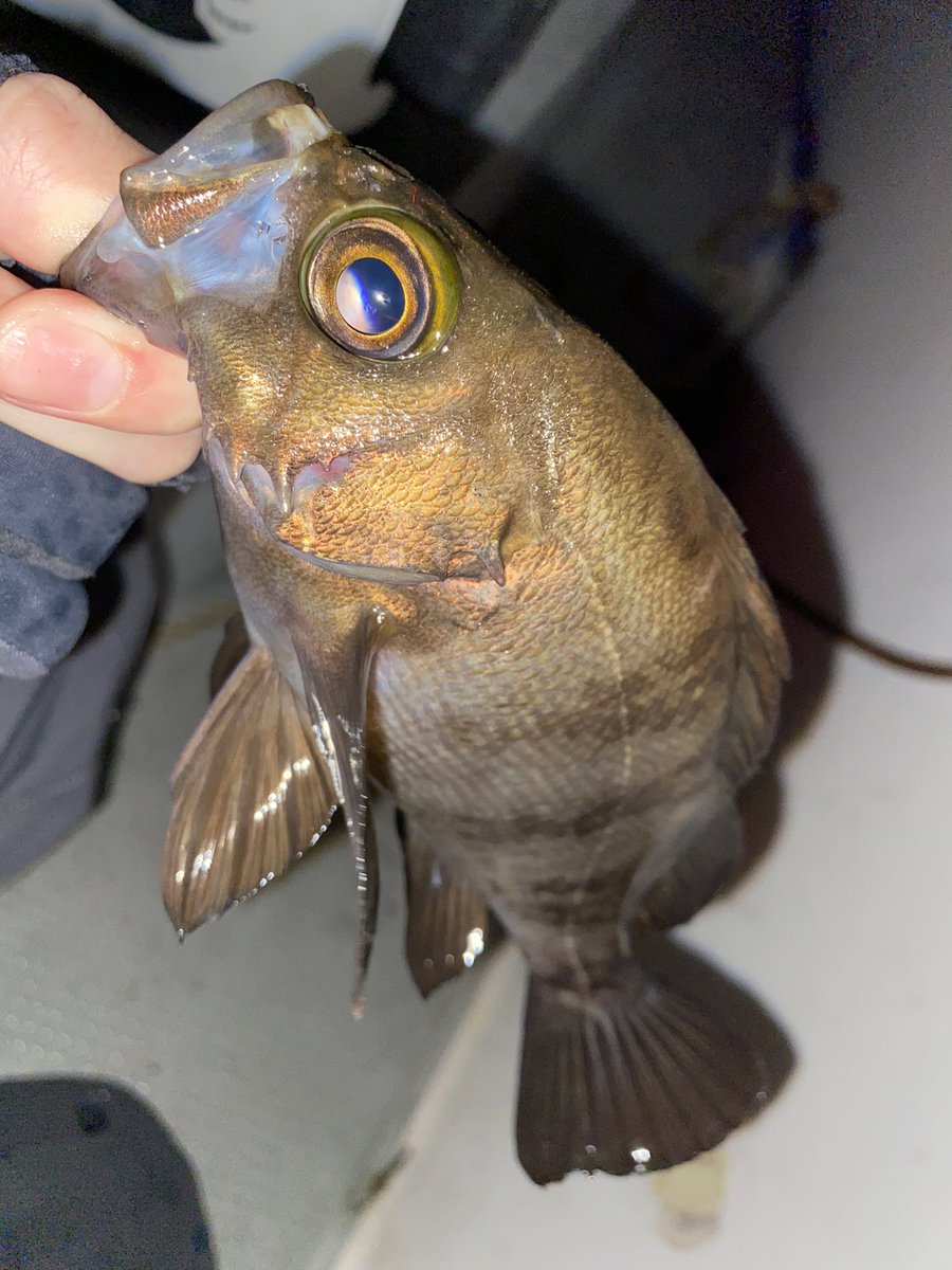 chikamori0403's tweet photo. 4人でメバル船。
凄腕揃いでリリース含めて3桁釣果🙄
プラグでも釣れたのが大きな成果でした☺️

#YAMAGABlanks
#BlueCurrent3 
#ブルーカレント3
#ソアレXRC2000SSPG 
#四日市メバル
#メバル
#夜霧Ｚ https://t.co/ZGSU5SJrVU