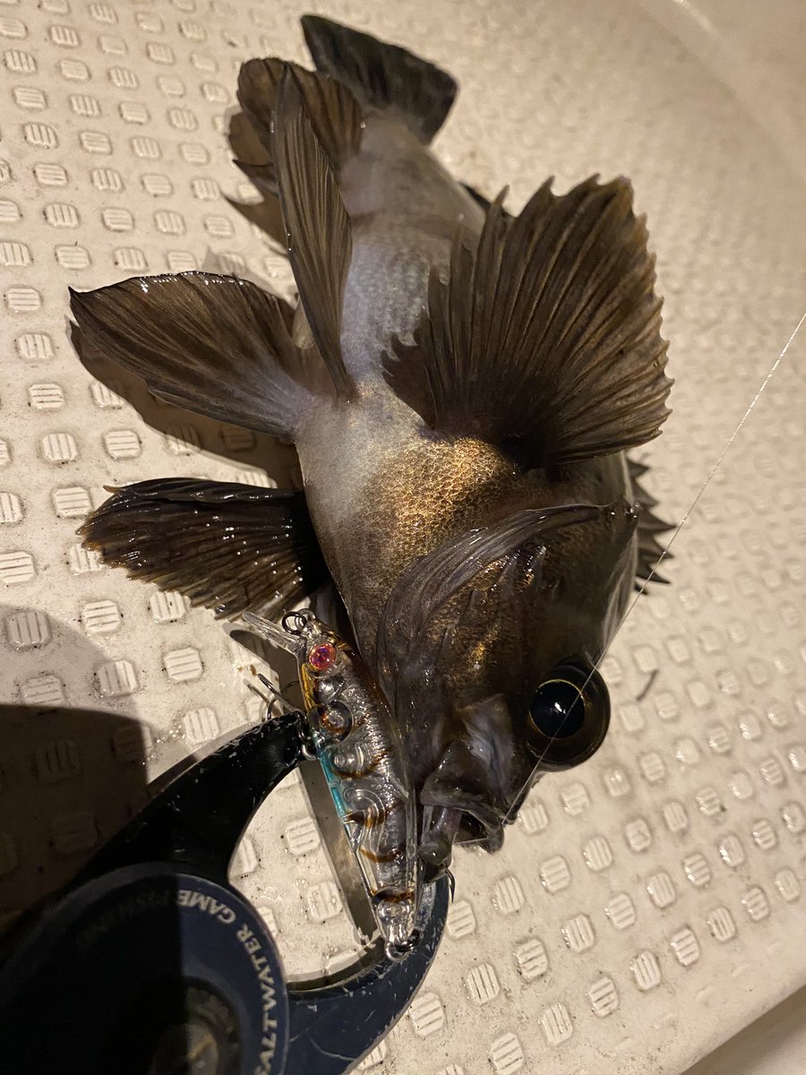 chikamori0403's tweet photo. 4人でメバル船。
凄腕揃いでリリース含めて3桁釣果🙄
プラグでも釣れたのが大きな成果でした☺️

#YAMAGABlanks
#BlueCurrent3 
#ブルーカレント3
#ソアレXRC2000SSPG 
#四日市メバル
#メバル
#夜霧Ｚ https://t.co/ZGSU5SJrVU