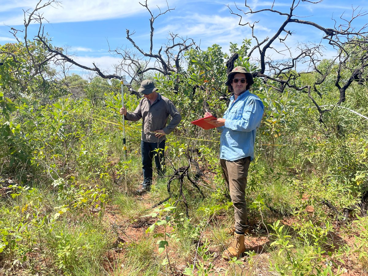 It's MER plot monitoring season in Broome - 11 plots done this week with Environs Kimberley, CSIRO and Yawuru Country Managers. @RangelandsNRM <a href="/TERN_Aus/">TERN</a> @Envirogov <a href="/SuzanneProber/">Suzanne Prober</a> @SamNicol16 <a href="/CSIRO/">CSIRO</a>