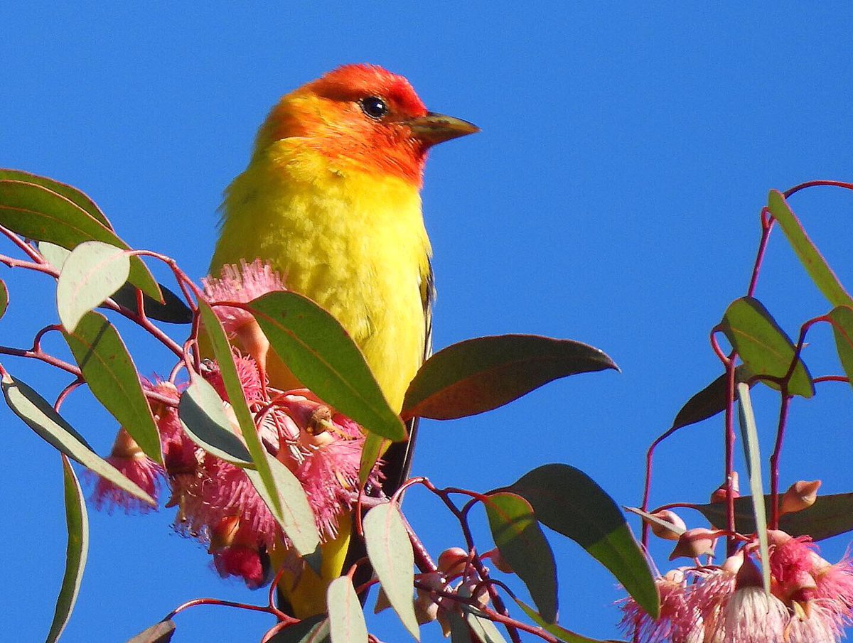 nickbelardes's tweet photo. Western Tanager looking like a yummy rocket pop. https://t.co/9wy9GX28TL