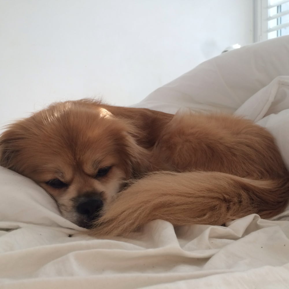 anipal150's tweet photo. #REUNITED! Tibetan Spaniel #dog – #Killara, #NSW 2071 https://t.co/SaazCY4RHq via @kattavinir150 Carbon Copy: @DataCassette https://t.co/AaDFOcodJz