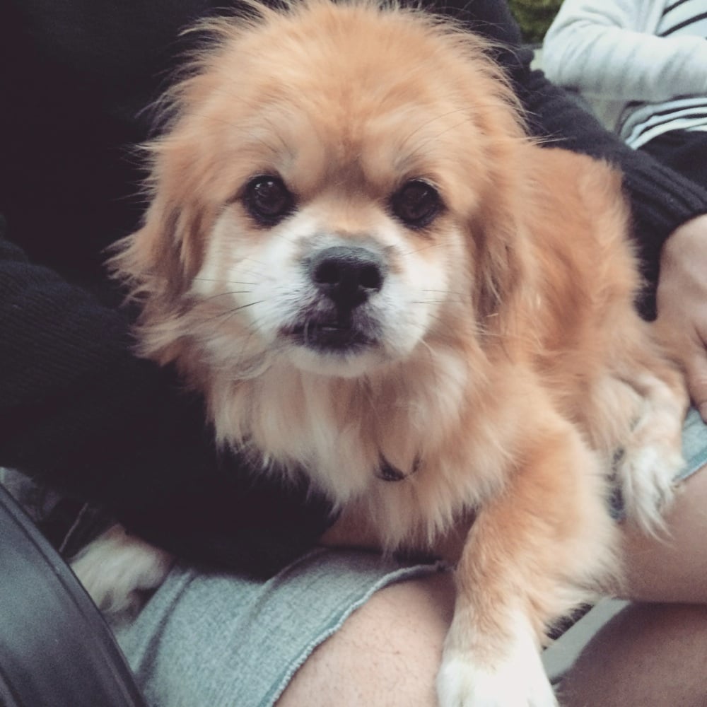 anipal150's tweet photo. #REUNITED! Tibetan Spaniel #dog – #Killara, #NSW 2071 https://t.co/SaazCY4RHq via @kattavinir150 Carbon Copy: @DataCassette https://t.co/AaDFOcodJz
