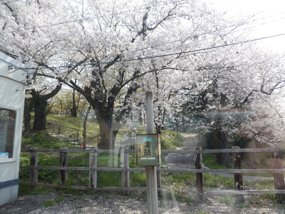 Madaka_You's tweet photo. 新庄ー村山は、この後2時間無いのに2両編成で、隣の舟形では満席に。
細かい乗降が続きます。
ちょうど桜が見頃。
山形で50分弱の大休止の後、列車番号を変え米沢まで。
客車時代からの伝統は生きています。
719系のコンプレッサーの音が良いね。
#1428M #428M #新庄 #山形 #山形線 #719系 https://t.co/CfJEfU4gag
