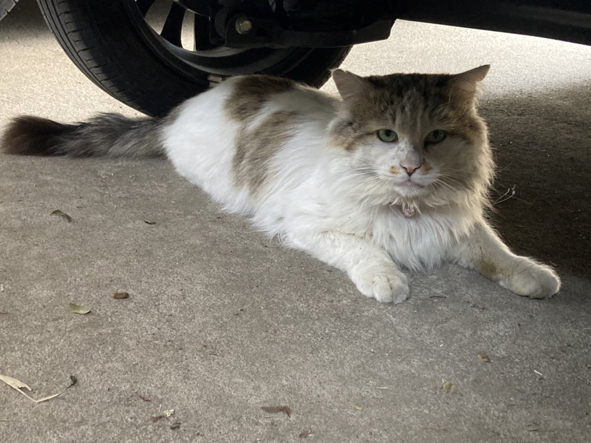 97122m's tweet photo. 我が家に迷い猫が来てます🐈
鈴が付いたピンクの首輪つけてます！
すごい綺麗だったので恐らくどこかから
逃げちゃった猫ちゃんだと思います😭

#拡散希望 
#拡散希望RT協力お願い致します 
#迷いネコ #迷い猫 #迷子猫 
#群馬県 #伊勢崎市 #飼い主探してます https://t.co/Rv21dV8uTR
