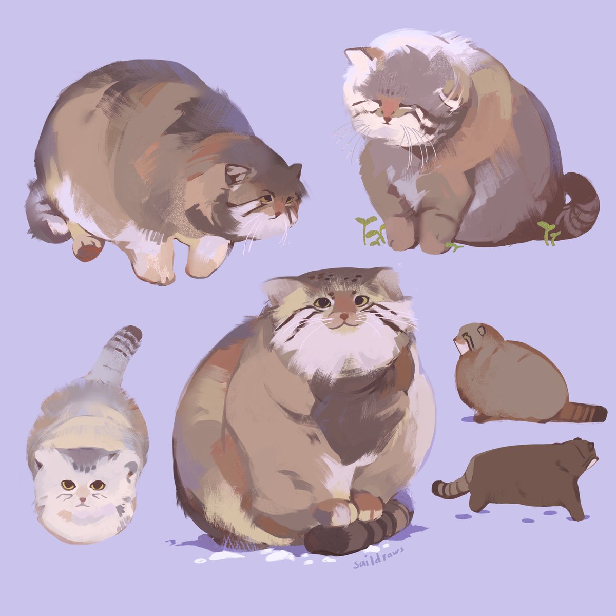 RT @saildraws: happy international pallas cat day!!! I love these stubby wild cats https://t.co/vBBqGSvLkI