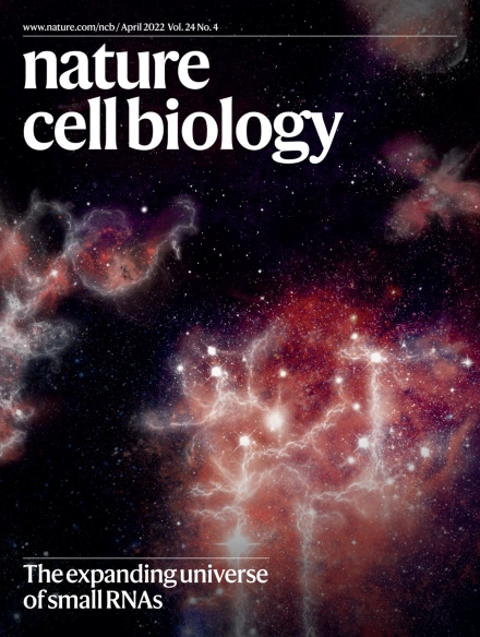 NatureCellBio's tweet photo. Our April issue goes live! 

The cover highlights a perspective on methods to explore the universe of small RNAs. 

Read about 14 fascinating stories on condensate size control, necrosome structure, aggresomes at centrosomes, mitochondrial shape &amp; more

https://t.co/JYOmQqxpqq https://t.co/3RshLmF4y0