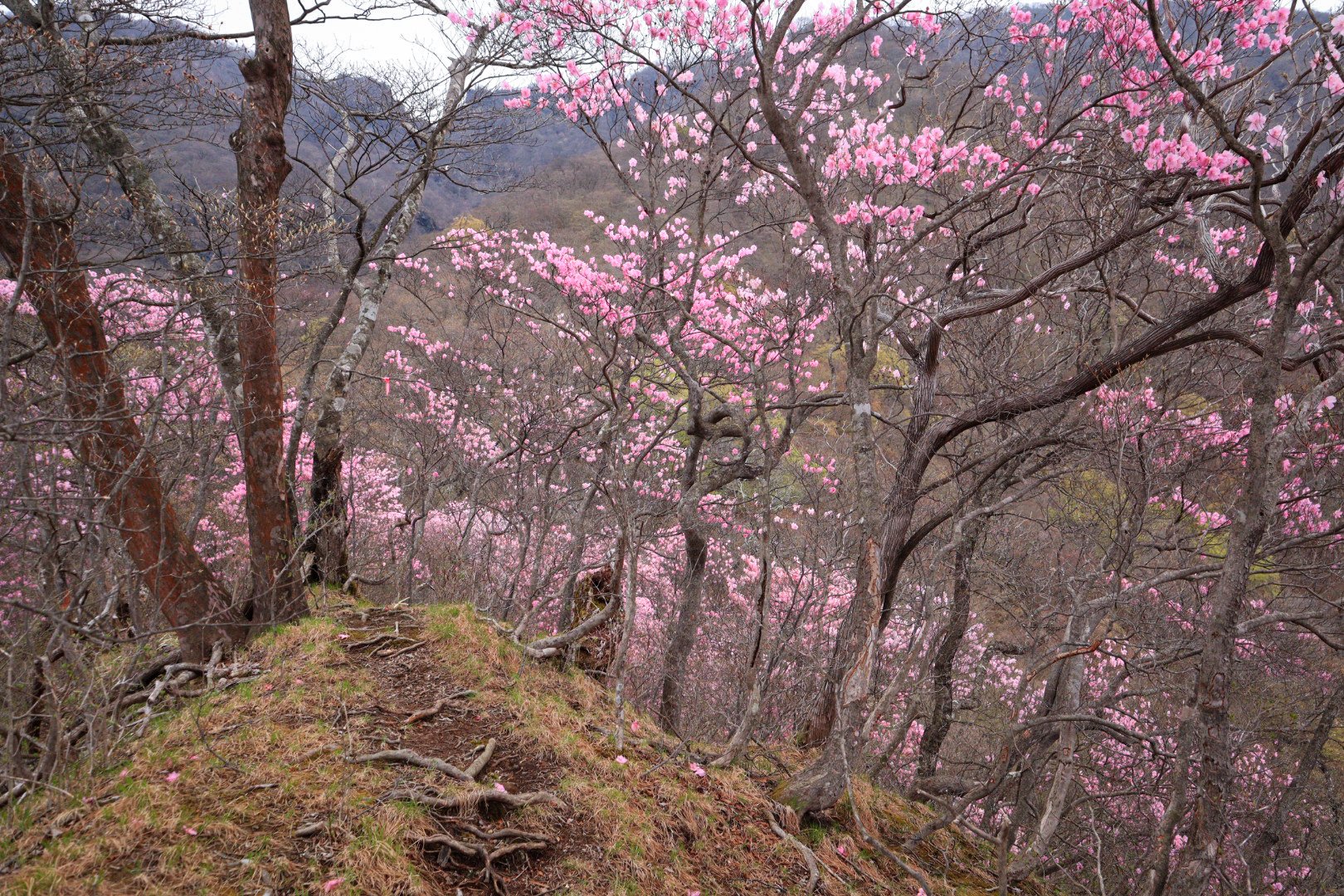 赤城山 Akagi Trip 群馬県赤城山 Akagi Trip Twitter