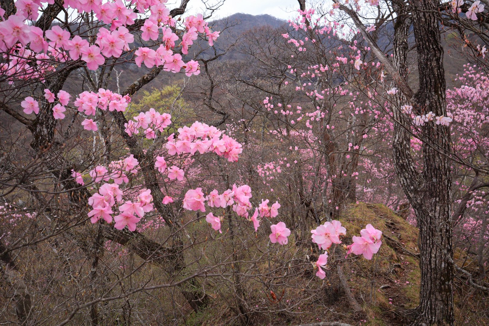 赤城山 Akagi Trip 群馬県赤城山 Akagi Trip Twitter