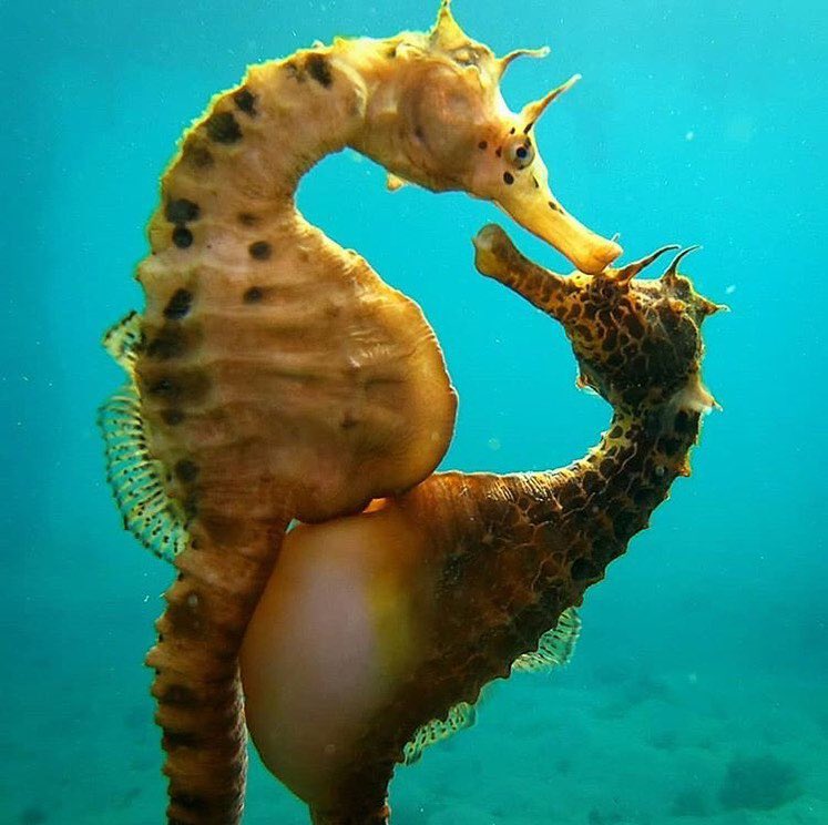 culturainquieta's tweet photo. Amantes. 

El increíble momento en que el caballito de mar hembra transfiere sus huevos al macho, quien los llevará y luego dará a luz a cientos de caballitos de mar bebés.

Por la fotógrafa subacuática australiana Jules Casey. https://t.co/jnIMeymmaJ