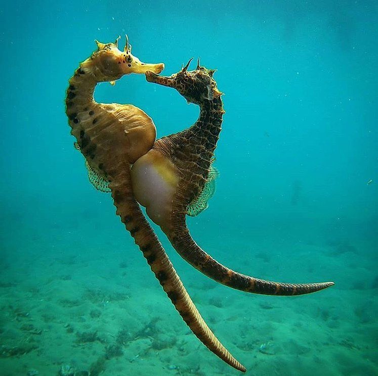 culturainquieta's tweet photo. Amantes. 

El increíble momento en que el caballito de mar hembra transfiere sus huevos al macho, quien los llevará y luego dará a luz a cientos de caballitos de mar bebés.

Por la fotógrafa subacuática australiana Jules Casey. https://t.co/jnIMeymmaJ