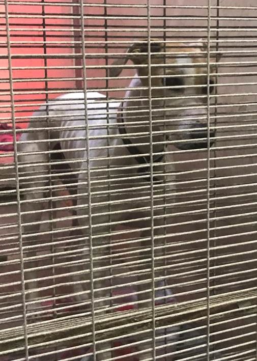 A lost dog has been found in London Road South overnight and handed in at #Lowestoft Police Station. Please call 101 if you have information regarding the owner.