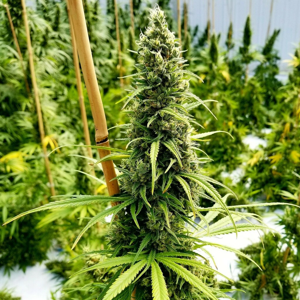 Happy Sunday to you all from Critical Haze Widow strain we are testing in the greenhouse...seems to be working well and is a practical girl with a fruity underarm aroma. Compactness of flower is very good and after 8 weeks in flower it seems to be a working well on all other…