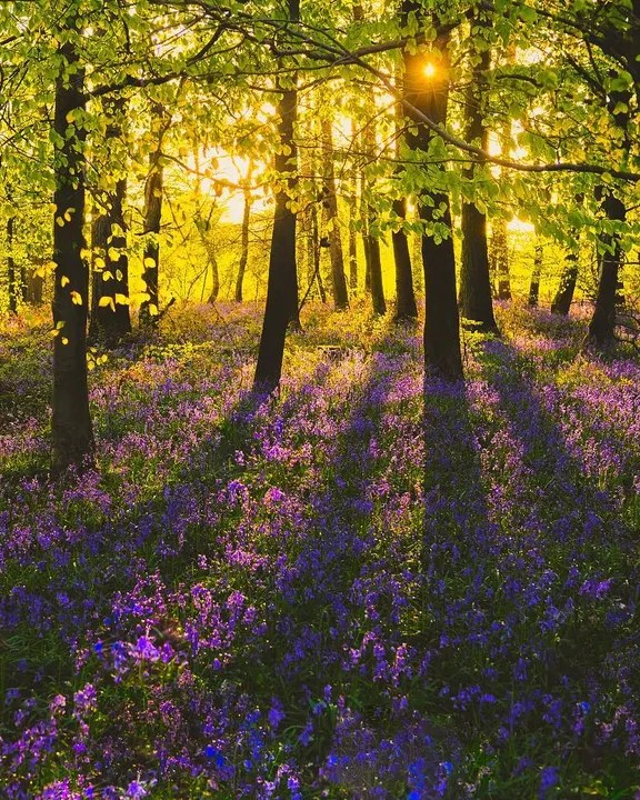 ForestryEngland's tweet photo. #ForestFeature of the week 📍 Cowleaze Wood, Oxfordshire

Step into this captivating woodland set within the Chiltern Hills and marvel at the sensational bluebell carpets that transform the area in spring.

📸: @myles.dell_photo https://t.co/fPyXd2CZ8e