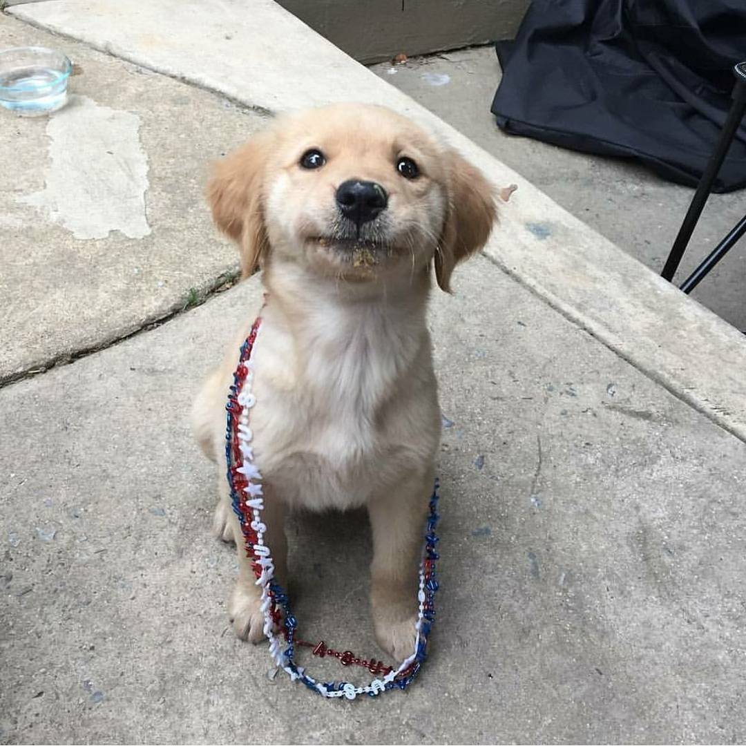 dogpazy's tweet photo. I ate it already mom 🐕

#dogs #dog #puppy #doglover #dogoftheday #doglovers #doglife #pets #puppylove #puppies #pet https://t.co/VtFjLbK5bb