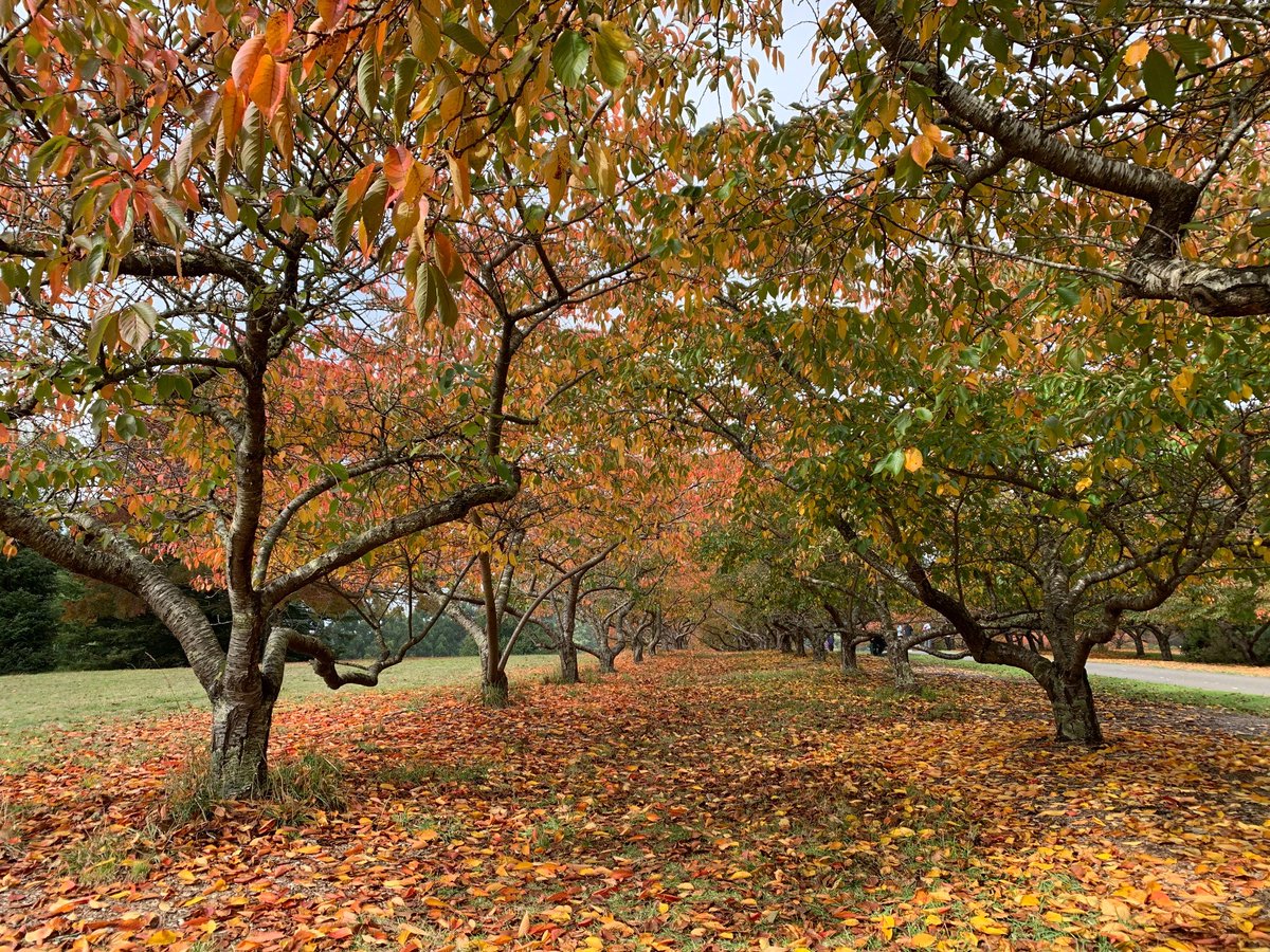 DrLaurenceGalea's tweet photo. In this part of the world it’s Autumn. Deciduous trees are preparing for Winter with their spectacular colours

National Rhododendron Garden, Victoria, Australia

#Trees #Nature https://t.co/hBoeNRZcLz