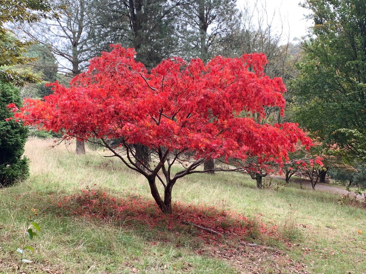 DrLaurenceGalea's tweet photo. In this part of the world it’s Autumn. Deciduous trees are preparing for Winter with their spectacular colours

National Rhododendron Garden, Victoria, Australia

#Trees #Nature https://t.co/hBoeNRZcLz