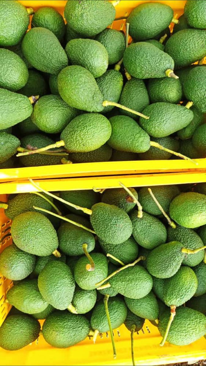 How many varieties of avocados do you know? Share your knowledge here