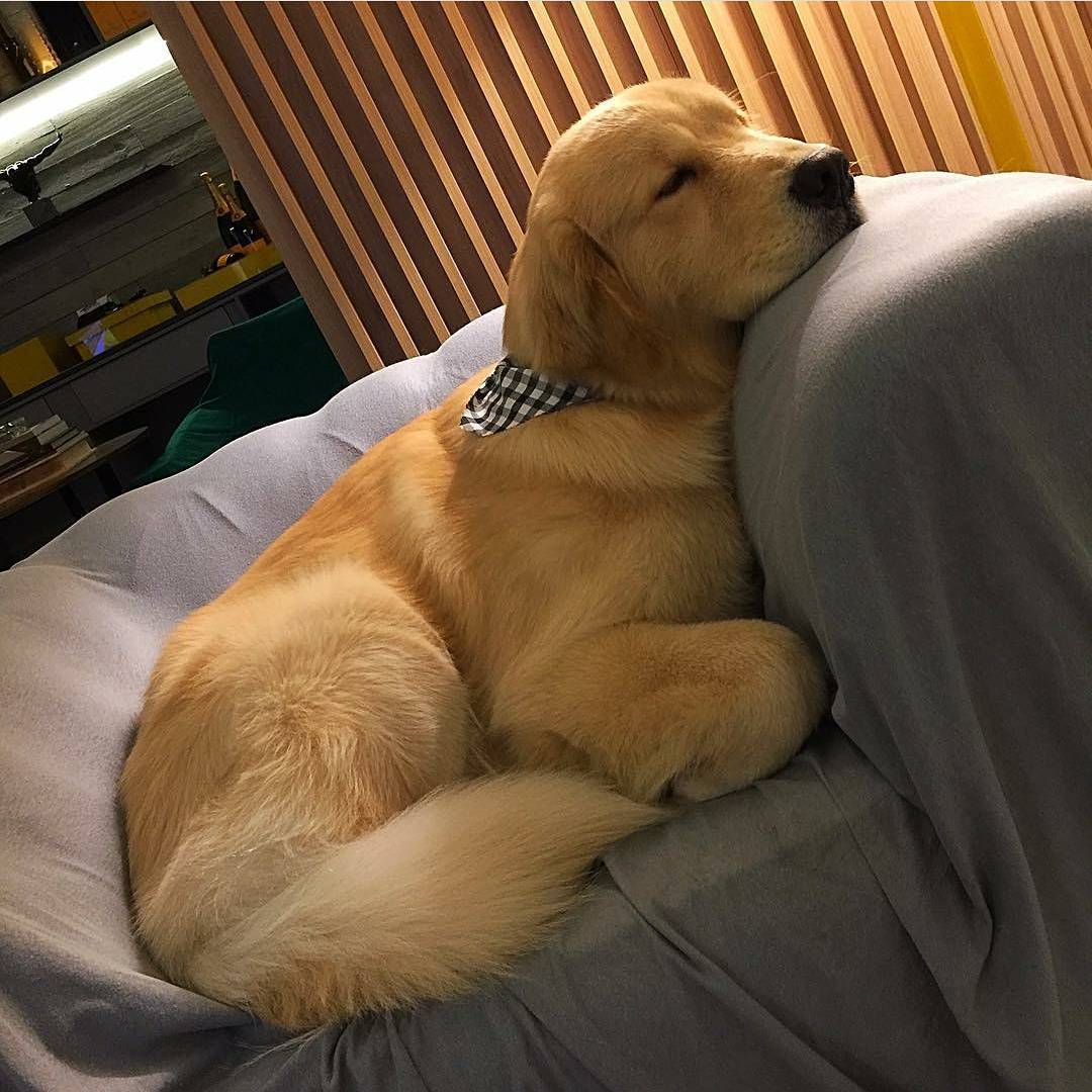 dogpazy's tweet photo. Sleep time 🐶💤

#dogs #dog #puppy #doglover #dogoftheday #doglovers #doglife #pets #puppylove #puppies #pet https://t.co/rKgI2o5Xop