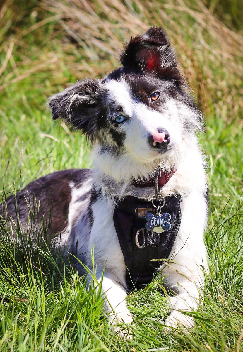 Happy Sunday everyone 😎❤️ how are you spending your Sunday?!

Us?
1) Breakfast
2) Walkies!

#dogsoftwitter #twitterdogcommunity #bordercollie #SundayMorning #sundayvibes