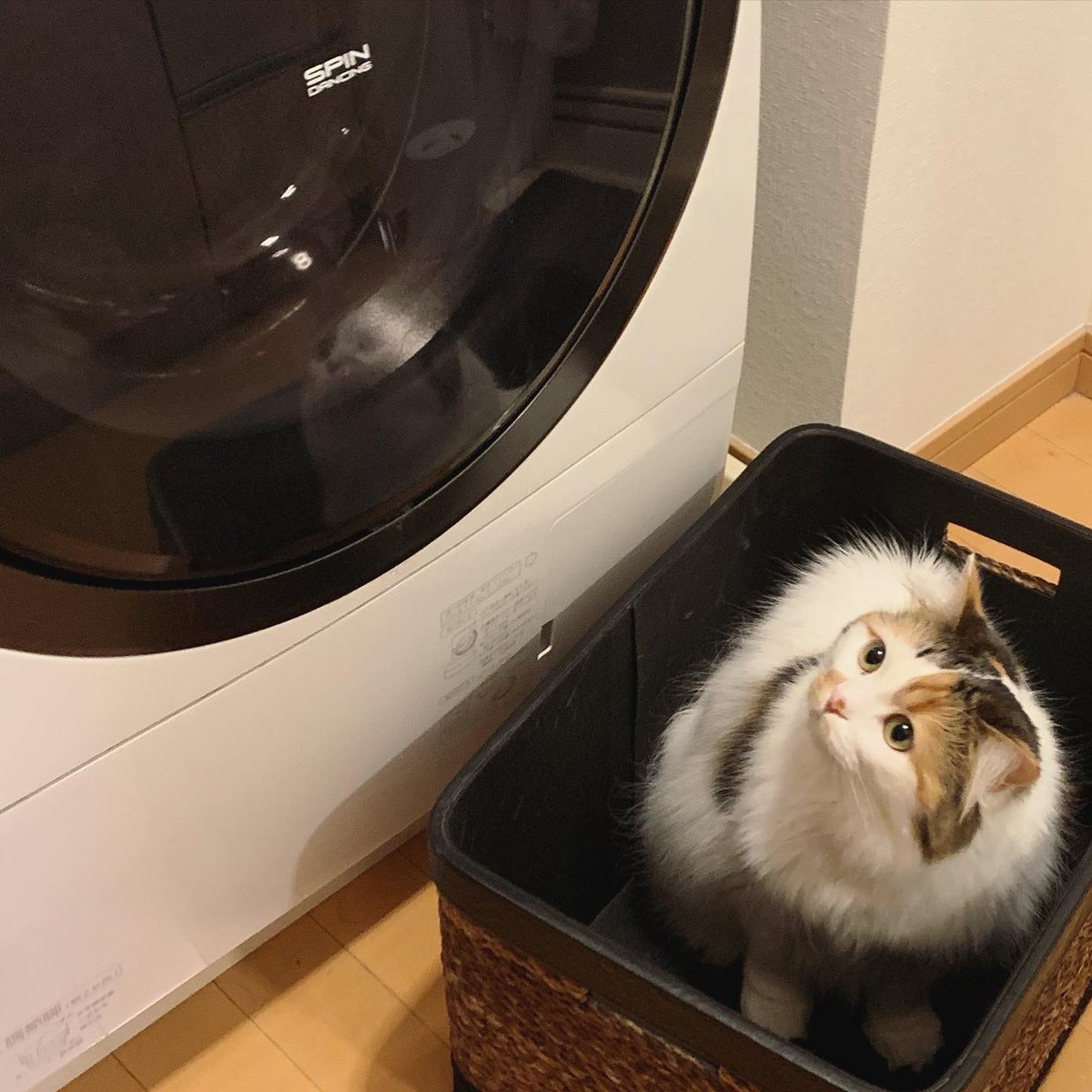 chamama_cat's tweet photo. 洗濯機が気になるちゃま

 #猫  #cat #ラガマフィン https://t.co/vZ41Hwwi1W