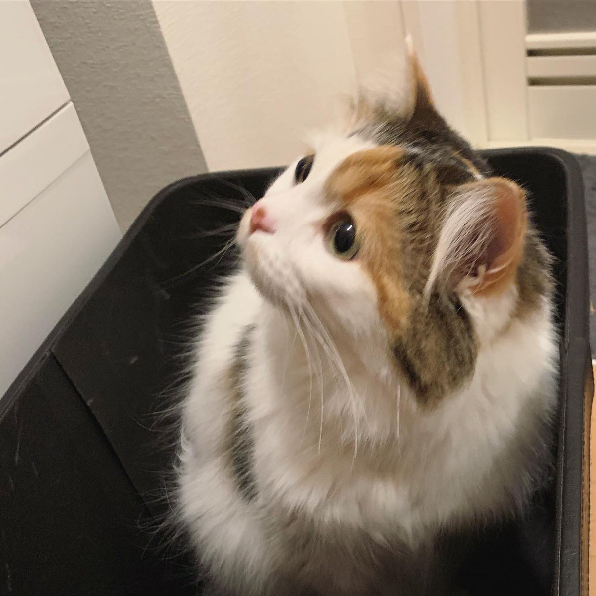 chamama_cat's tweet photo. 洗濯機が気になるちゃま

 #猫  #cat #ラガマフィン https://t.co/vZ41Hwwi1W