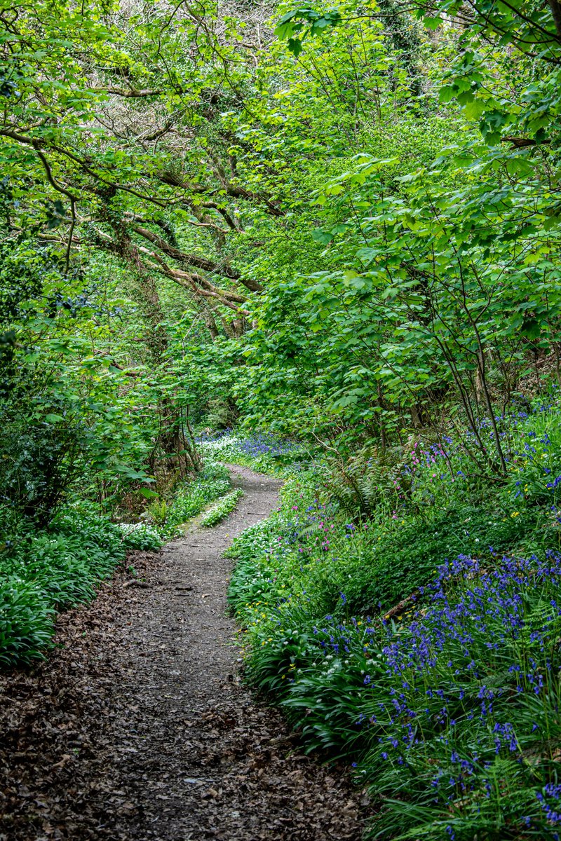 lensabout's tweet image. A walk on the River Nevern yesterday. #westwales #pembrokeshire #riverstrust #wildflowers