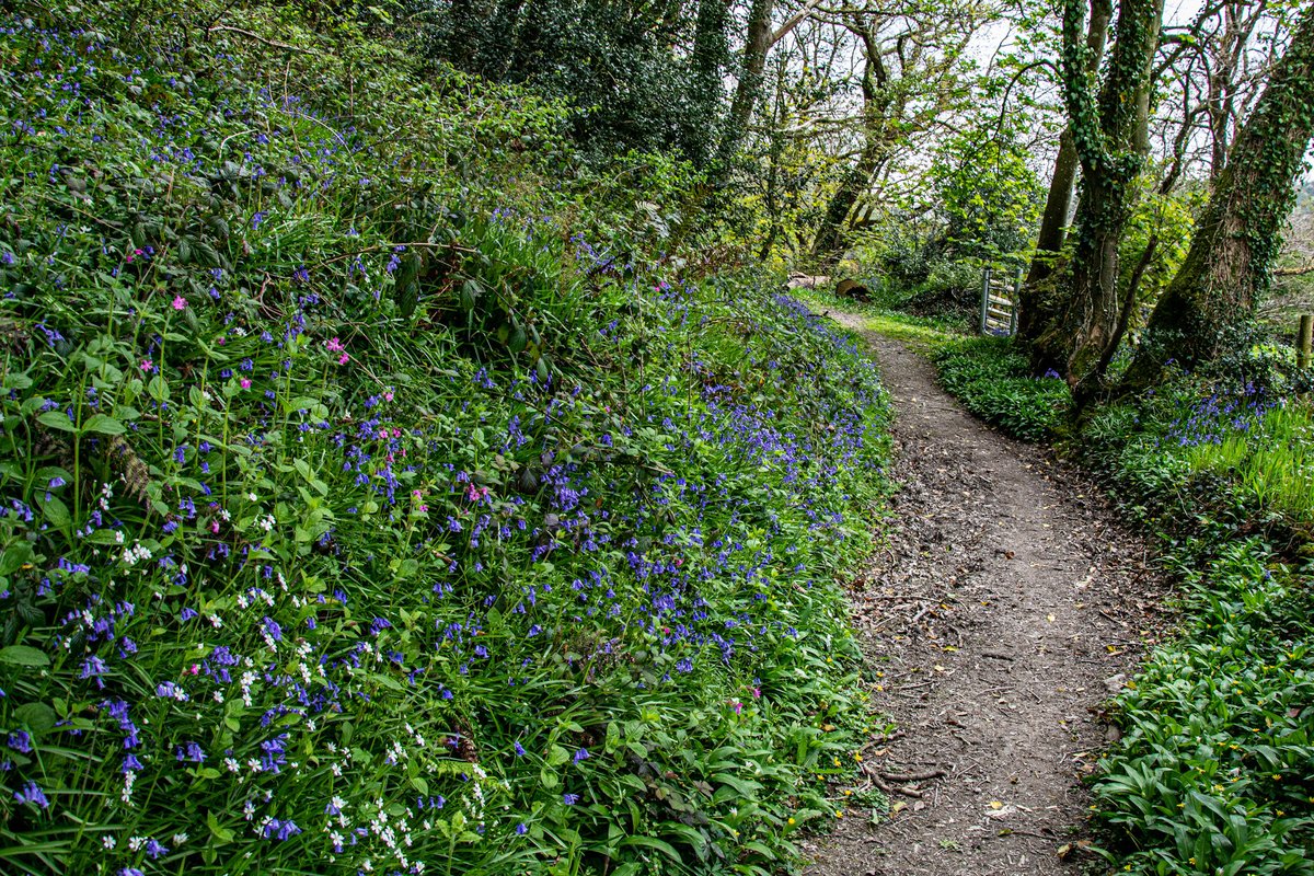 lensabout's tweet image. A walk on the River Nevern yesterday. #westwales #pembrokeshire #riverstrust #wildflowers