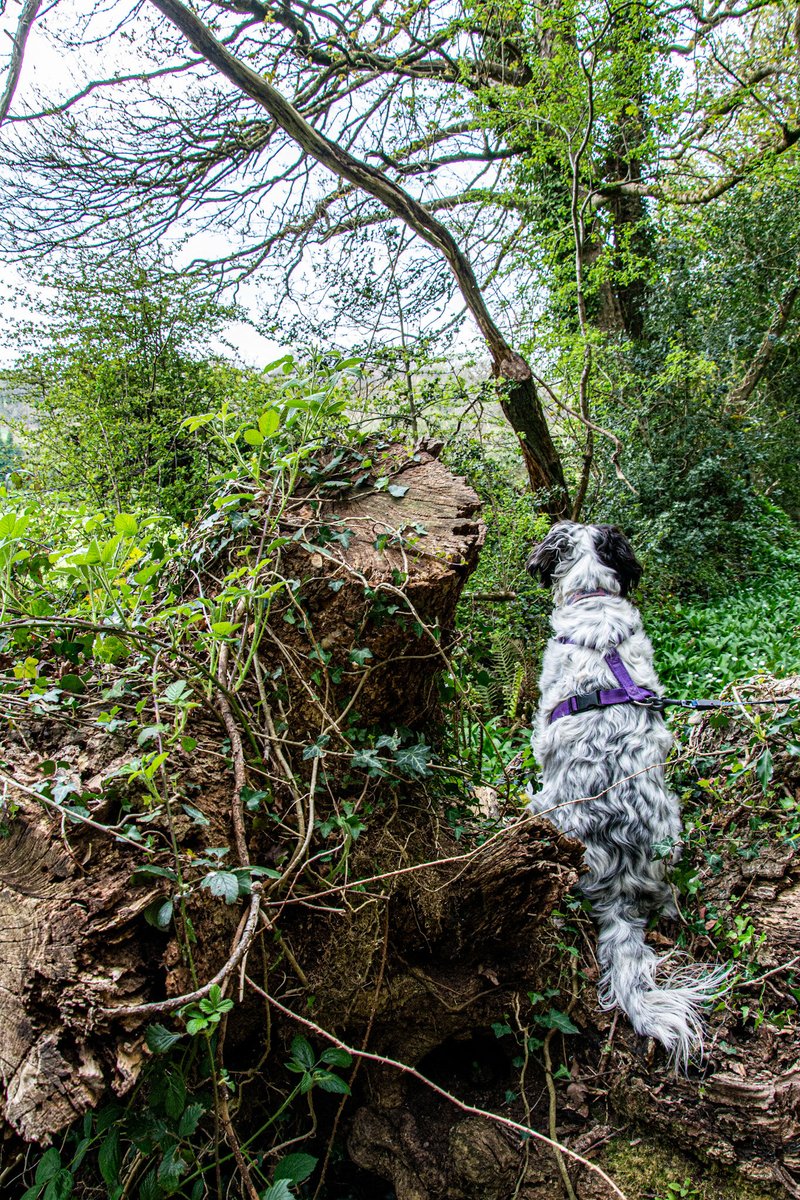 lensabout's tweet image. A walk on the River Nevern yesterday. #westwales #pembrokeshire #riverstrust #wildflowers