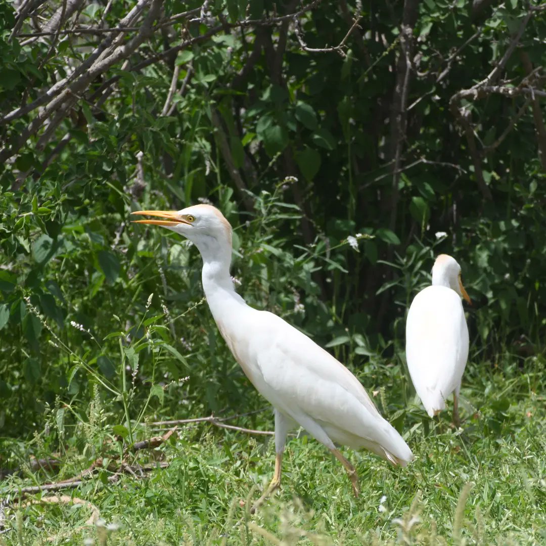 nomad_birder's tweet photo. Cattle egret.
#cattleegret #BirdsSeenIn2022 #birdwatching #birdsofkenya #birdsofnortheastern #birdsofgarissa #birding https://t.co/yTQqRZksnS