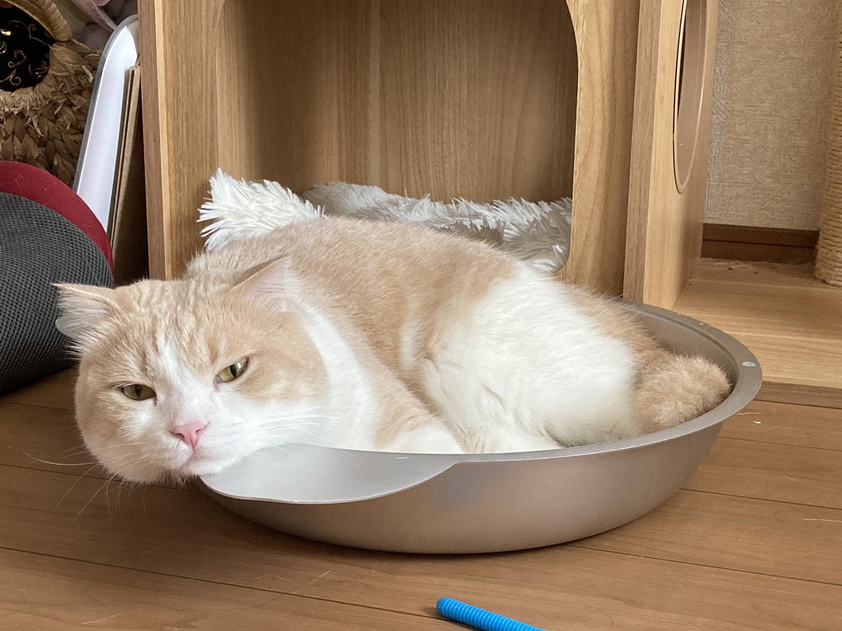 HotaruNatuki's tweet photo. 猫なべ始めました💕😽✨✨

#ねこ https://t.co/IRgh8yYeOU