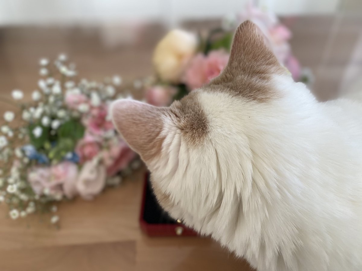 ねこちゃん (@shiratama_0721) / Posts / X