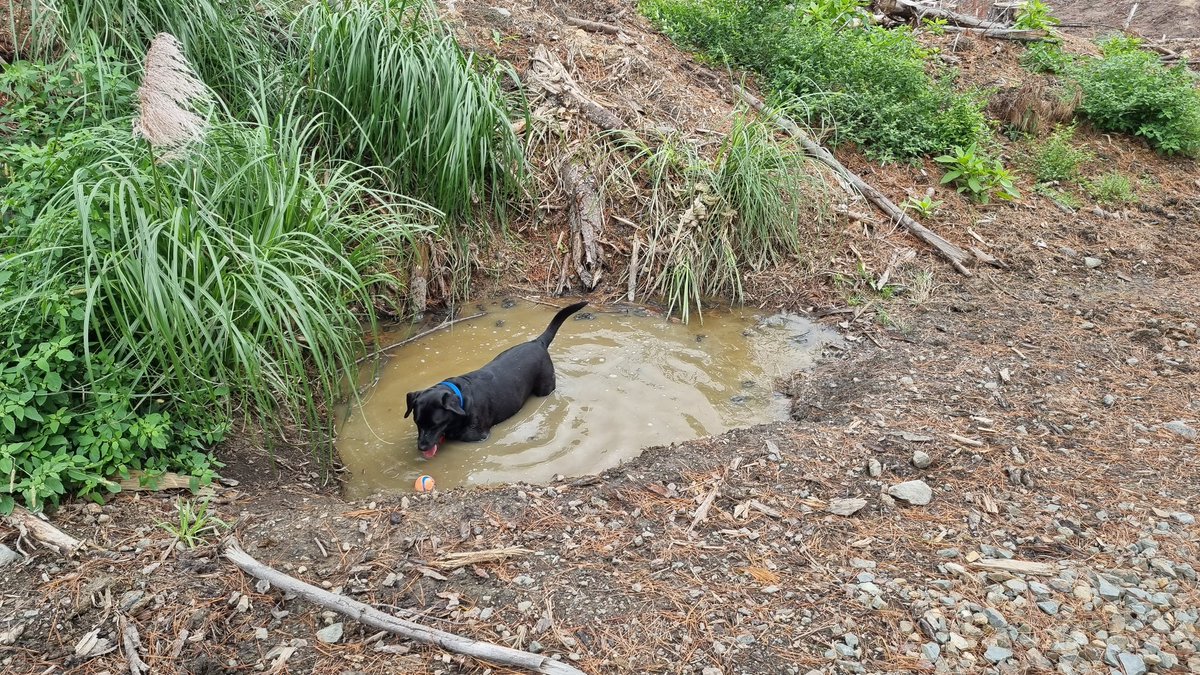 AFQYarns's tweet photo. Day8: Riverhead Forrest Dog Offleash area with loads of tracks and at one point lost our dog Cooper  😱🤯😵‍💫
Good fitness anyway!

This is all about Building a Habit, Building Mental Resilience through physical exercise

#Wellness 
#AFQYwellness
AFQY - A Few Quiet Yarns https://t.co/zyFswqNCCn