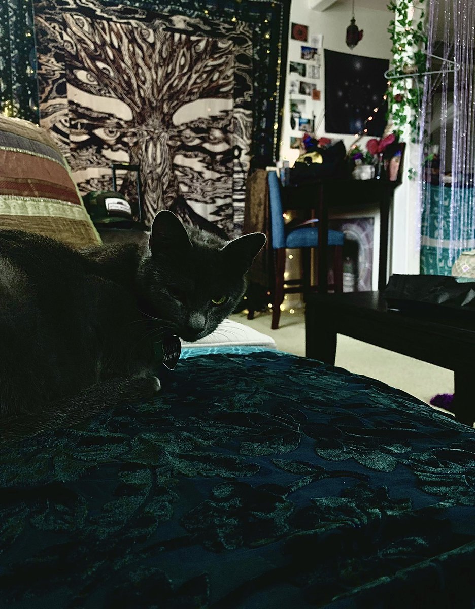 d00mfae_'s tweet photo. the love story of a tiny neighborhood cat who decided to adopt a goblin https://t.co/4xIJxaOhqH