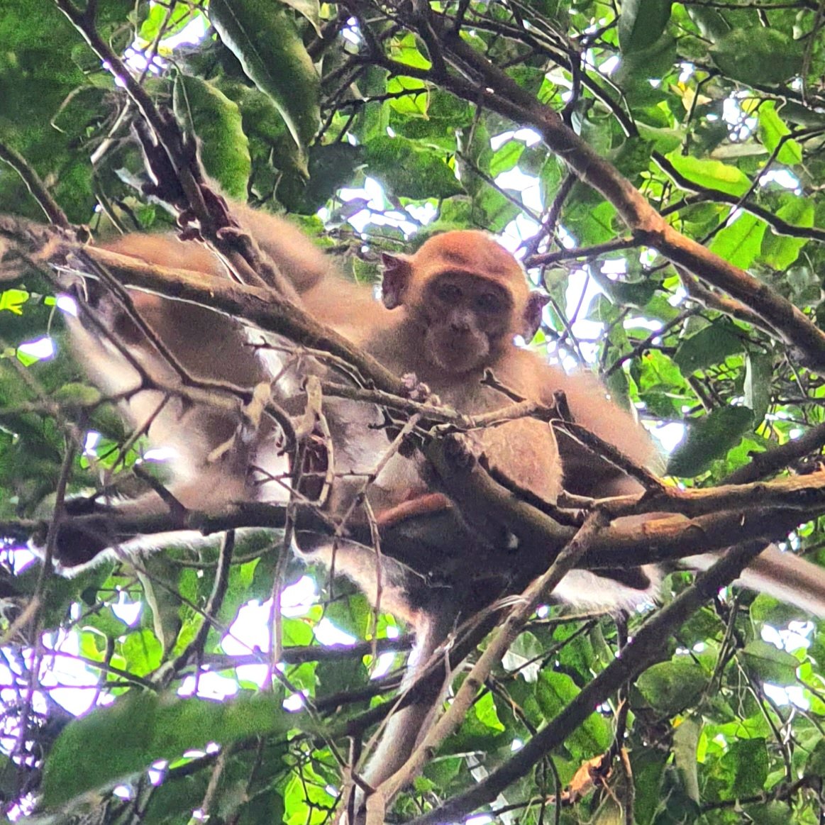 mosverse's tweet photo. Good Morning!
Last Sunday during my morning walk, I saw Yachts but no Apes - this morning, I finally get to see some Monkeys, but no Yachts today ๐ฌ๐
#Coney_Island #Singapore
#SundayMorningWalk
#ApeFollowApe #WeAreDegens #BSCGem #WeAreFamily
@DegenApeClub @BoredApeYC #DAC #BAYC https://t.co/AKl97mnkmy