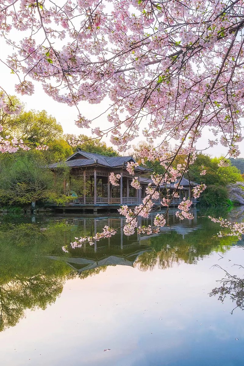 fo88884909's tweet photo. 春风轻抚垂柳腰，
嫩芽初发万千条。
碧水照影自梳妆，
等君千里应春约。 https://t.co/n0QOBx0TJH