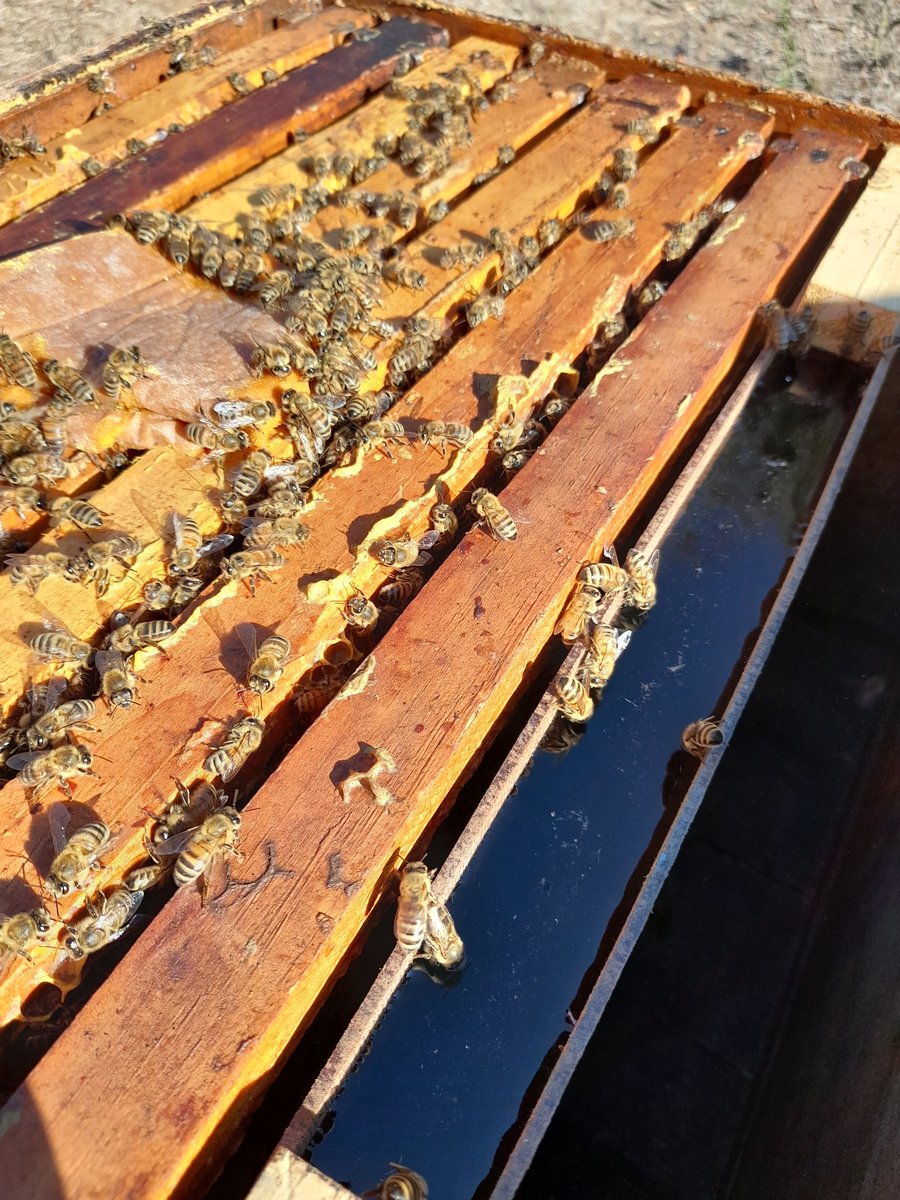 Manejos que se verán reflejados en la próxima temporada 💪☝☝☝ #ultrabee #nutriciónapícola #Chile