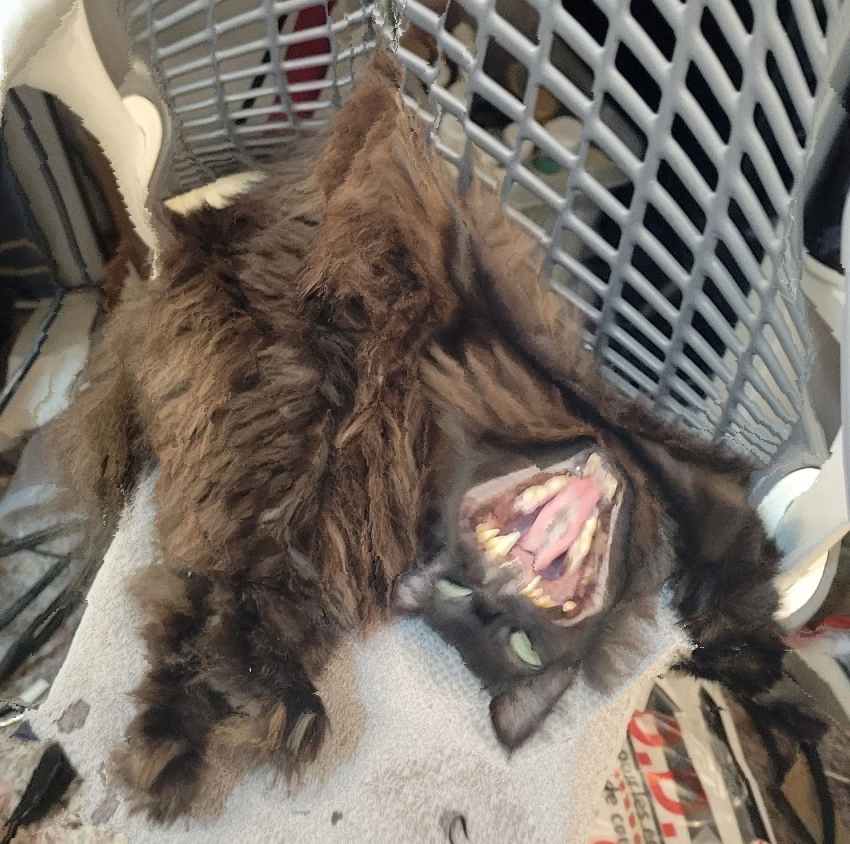 cats being scrunched tweet media